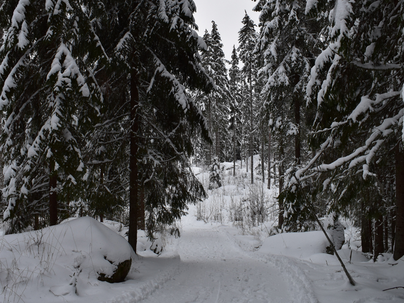 Talviauringon säteet siivilöityvät metsän läpi.